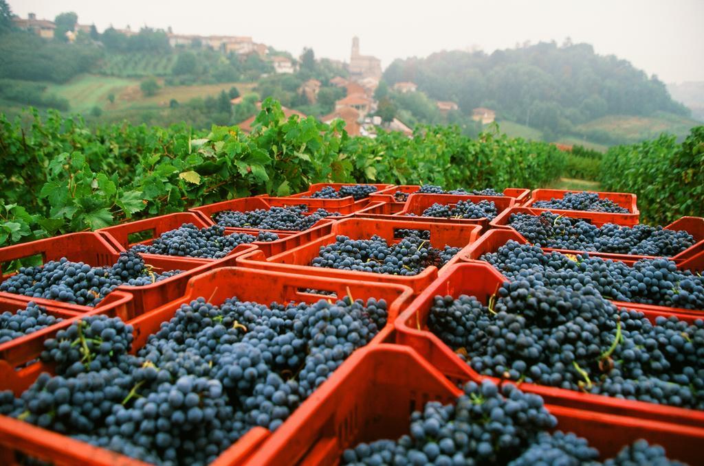 San Martino Alfieri Marchesi Alfieri - Cantine E Ospitalita المظهر الخارجي الصورة