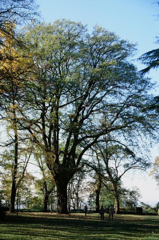 San Martino Alfieri Marchesi Alfieri - Cantine E Ospitalita المظهر الخارجي الصورة